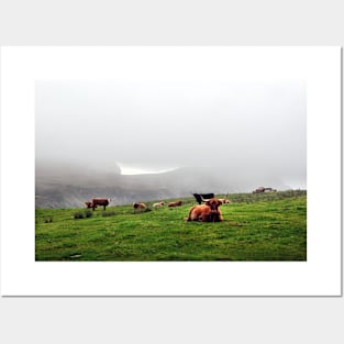 Highland cattle grazing on the misty coast of Islay, Scotland Posters and Art